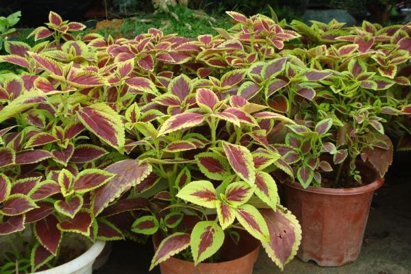 彩葉草和紫蘇的區別是什么 彩葉草的介紹