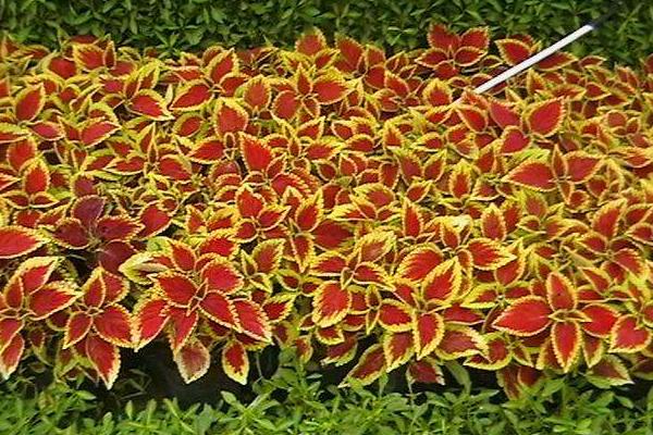 彩葉草什么時候開花（幾月） 彩葉草如何修剪