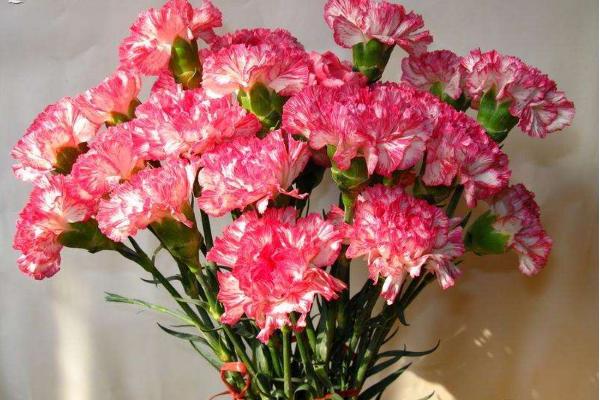 康乃馨配什么花好看 康乃馨保養