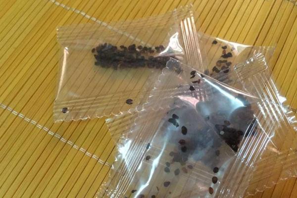 康乃馨種子怎么種(什么時候種) 康乃馨的繁殖方法