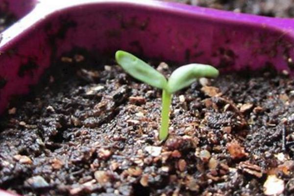 康乃馨種子怎么種(什么時候種) 康乃馨的繁殖方法