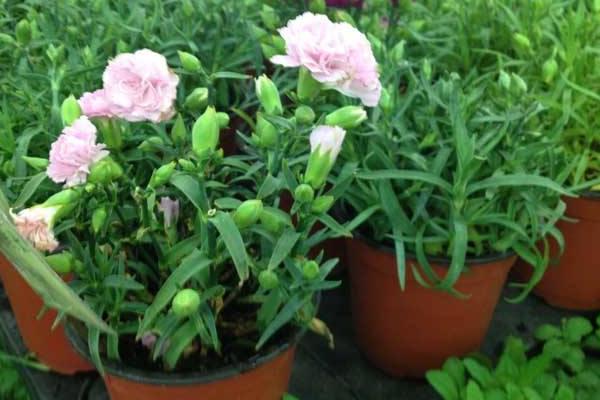 康乃馨種子怎么種(什么時候種) 康乃馨的繁殖方法