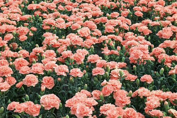 康乃馨種子怎么種(什么時候種) 康乃馨的繁殖方法