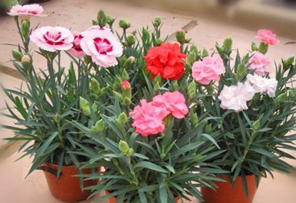 康乃馨種子怎么種(什么時候種) 康乃馨的繁殖方法