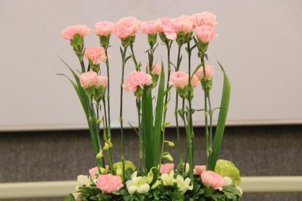 康乃馨種子怎么種(什么時候種) 康乃馨的繁殖方法