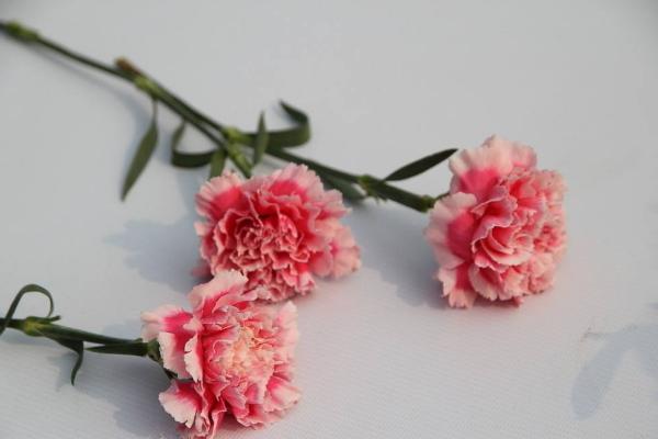 送媽媽康乃馨送幾朵 康乃馨一般送幾朵