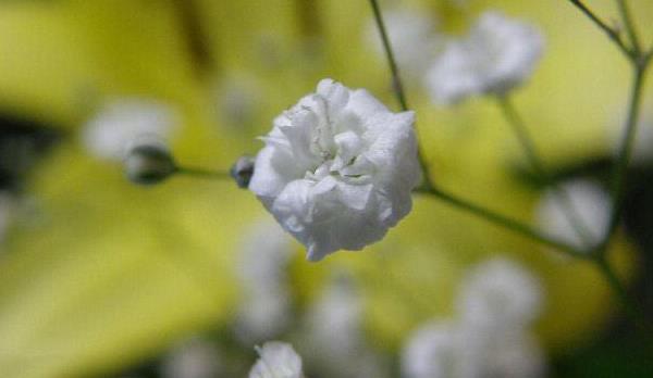 滿天星簡單折法（圖解步驟） 什么是折紙