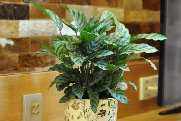 孔雀竹芋家庭水培養殖方法 孔雀竹芋的水培護理