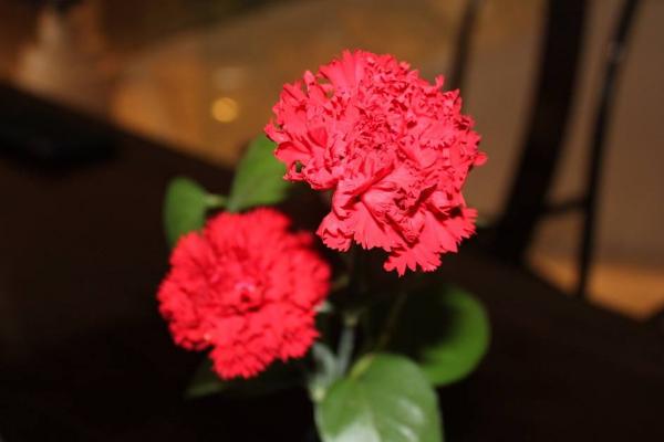 康乃馨什么時候開花（幾月） 康乃馨花期是什么時候