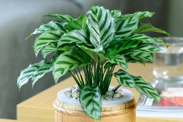 孔雀竹芋市場價格多少錢一盆 孔雀竹芋的養殖方法