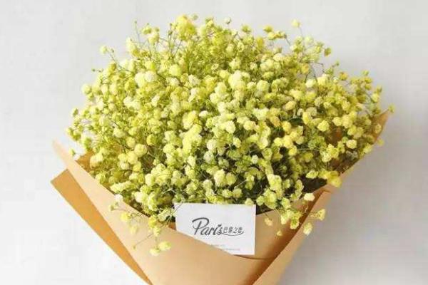 滿天星和水晶草的區別是什么 滿天星花語