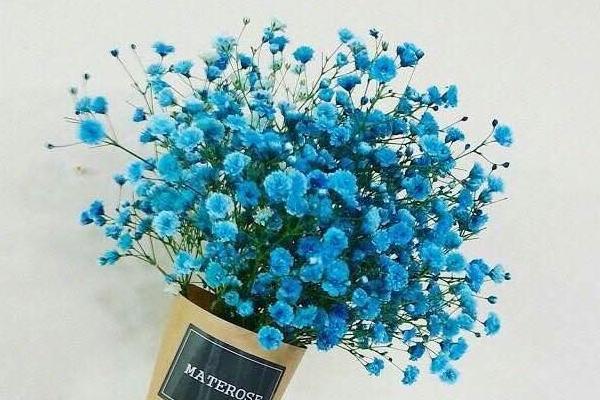 滿天星有毒嗎 滿天星能放在室內臥室嗎