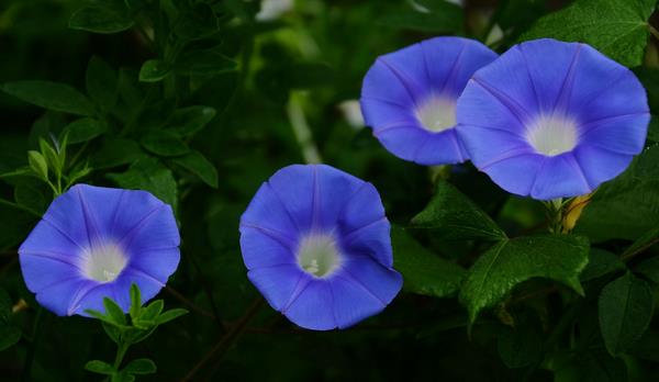 牽牛花的傳說 牽牛花的詩句