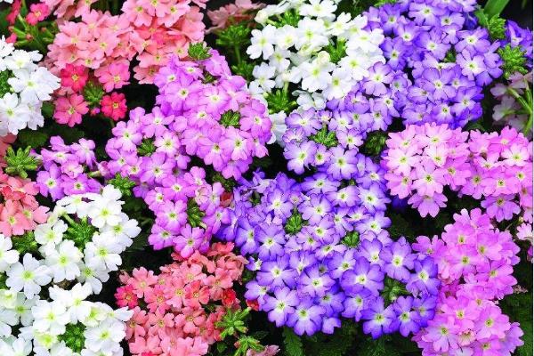 美女櫻什么時候播種（幾月） 美女櫻如何播種