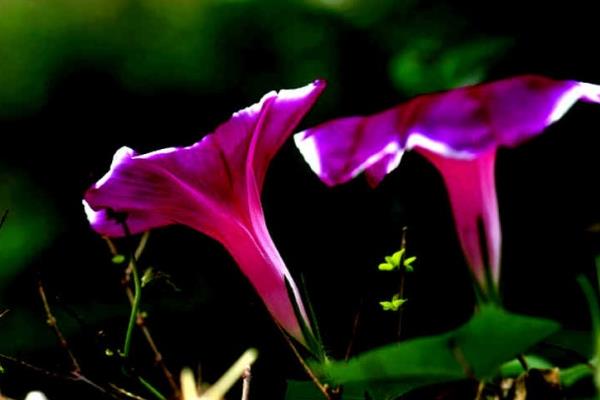 牽牛花怎么種 牽牛花種植方法與注意事項