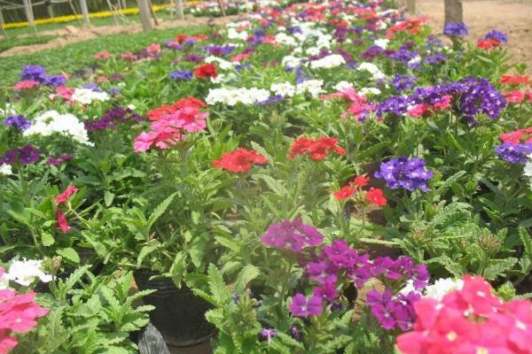 美女櫻什么時候播種(幾月) 美女櫻如何播種