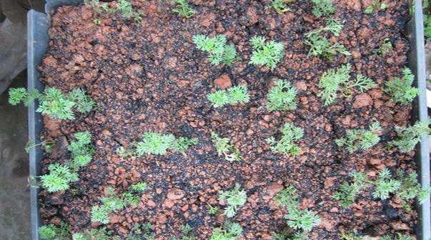 美女櫻什么時候播種(幾月) 美女櫻如何播種