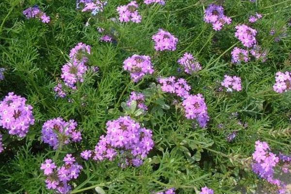 美女櫻什么時候播種(幾月) 美女櫻如何播種