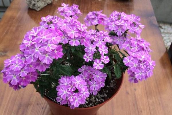 美女櫻什么時候播種(幾月) 美女櫻如何播種