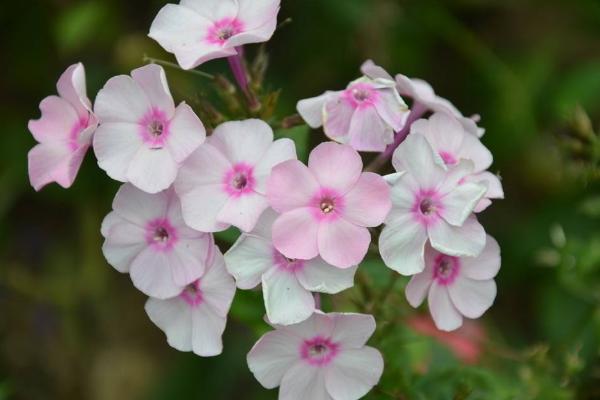 美女櫻什么時候播種(幾月) 美女櫻如何播種