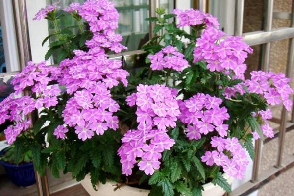 美女櫻什么時候播種(幾月) 美女櫻如何播種