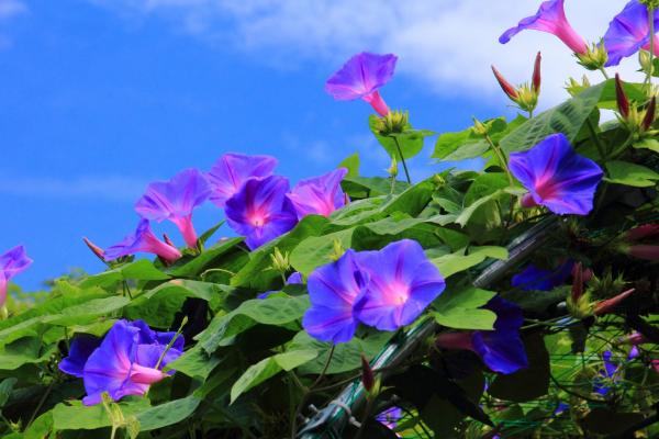 牽牛花什么時候種 牽牛花的播種