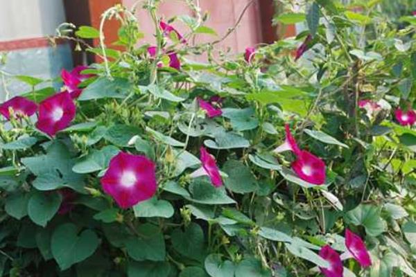 牽?；ㄔ趺捶N 牽?；ǚN植方法與注意事項