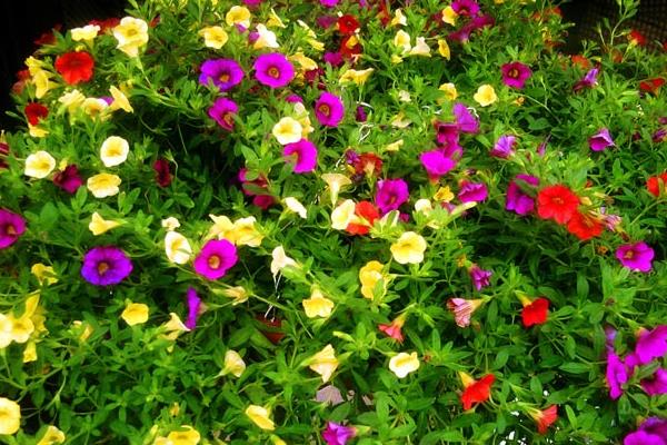 牽牛花怎么種 牽?；ǚN植方法與注意事項