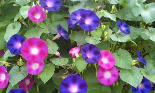 牽?；ㄔ趺捶N 牽?；ǚN植方法與注意事項