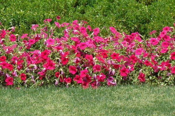 牽?；ㄔ趺捶N 牽牛花種植方法與注意事項