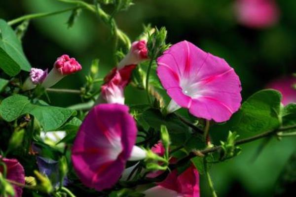 牽牛花怎么種 牽牛花種植方法與注意事項