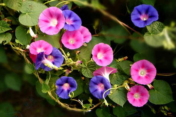 牽牛花有哪幾種顏色 牽牛花的品種