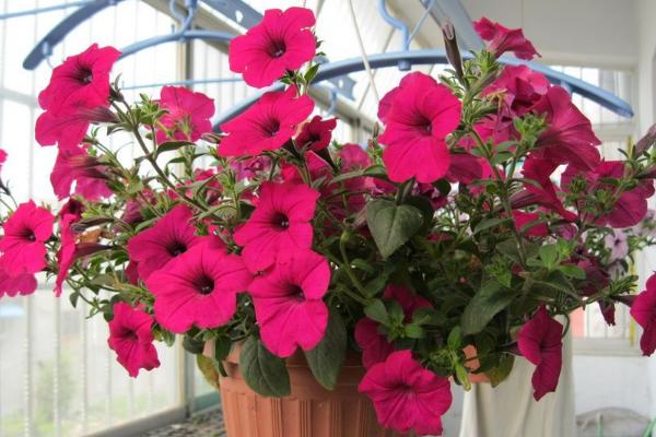 牽牛花什么時候種 牽牛花的播種