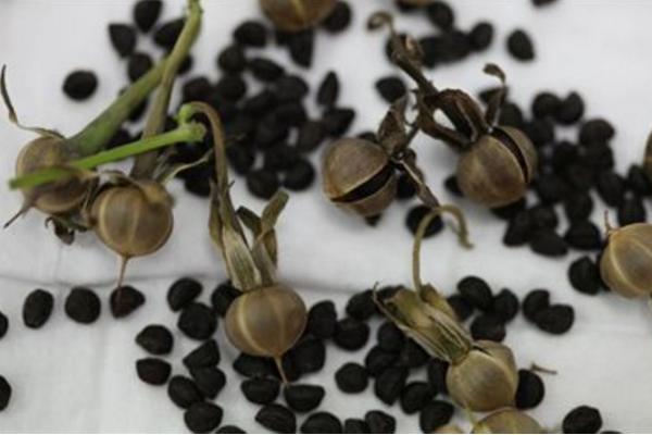 牽牛花什么時候種 牽牛花的播種