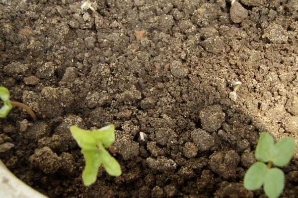 牽牛花什么時候種 牽牛花的播種
