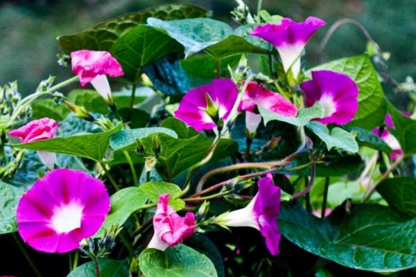 牽牛花什么時候種 牽牛花的播種