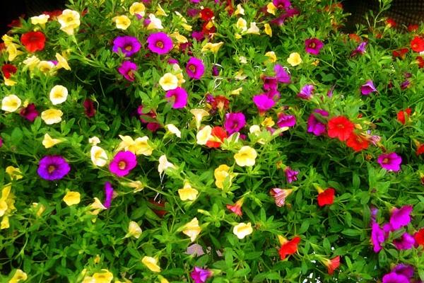 牽牛花有哪幾種顏色 牽牛花的品種