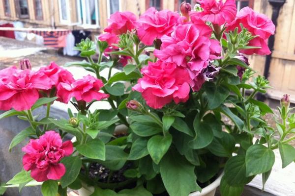 牽牛花有哪幾種顏色 牽牛花的品種