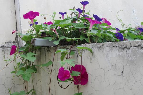 牽牛花有哪幾種顏色 牽牛花的品種