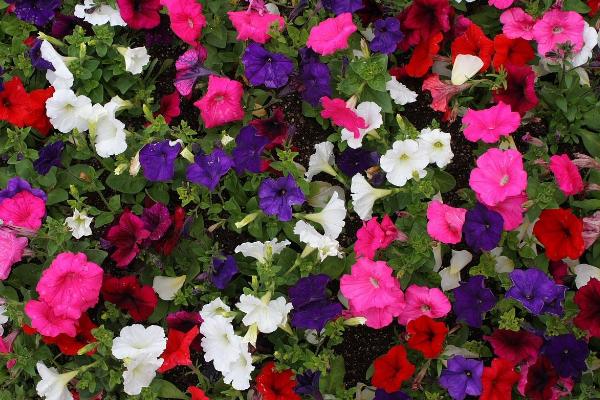 牽牛花怎么澆水 牽牛花的養殖方法