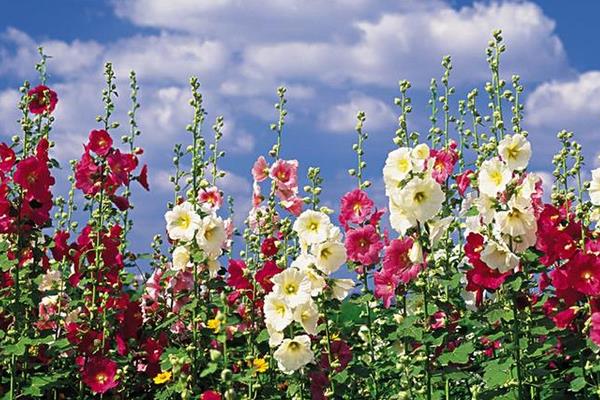 蜀葵種子什么時候種(幾月) 蜀葵種子的種植方法
