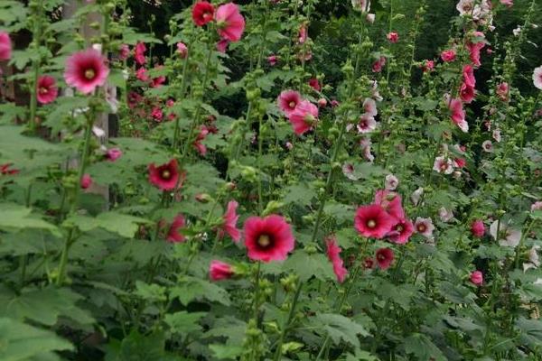 蜀葵種子什么時候種(幾月) 蜀葵種子的種植方法