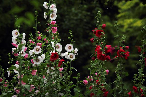 蜀葵種子什么時候種(幾月) 蜀葵種子的種植方法