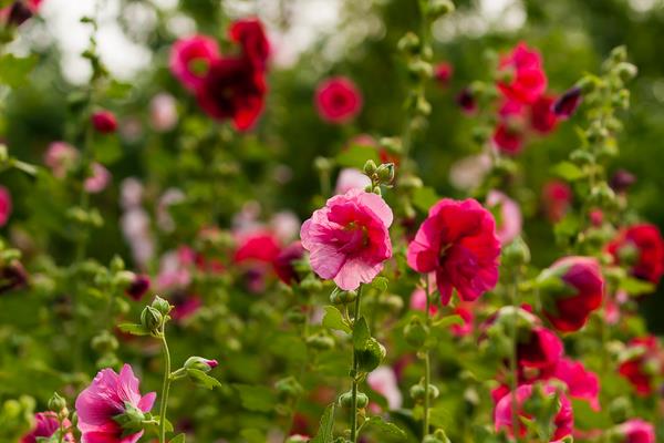 蜀葵種子什么時候種(幾月) 蜀葵種子的種植方法