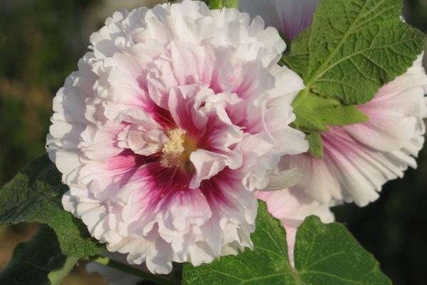 蜀葵種子什么時候種(幾月) 蜀葵種子的種植方法