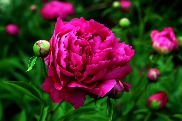 芍藥花圖片大全 芍藥花花語(yǔ)