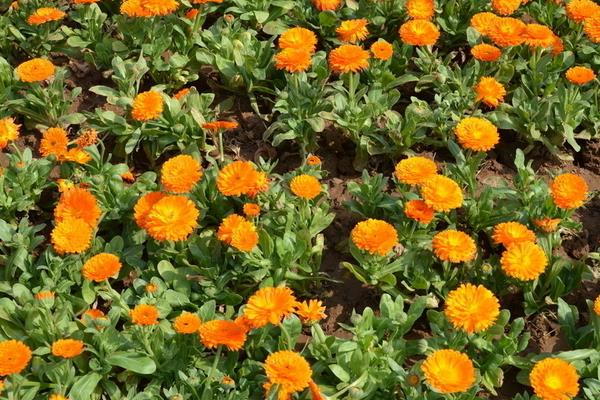 金盞菊種子市場價格多少錢一斤 金盞菊種子的種植技術(shù)