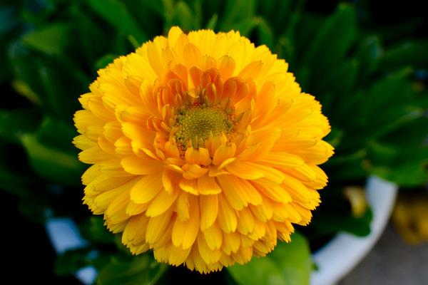 金盞菊的功效與作用及禁忌 金盞菊藥用價值