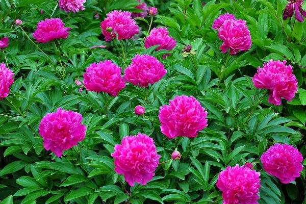 芍藥扦插繁殖方法 芍藥不開花怎么辦