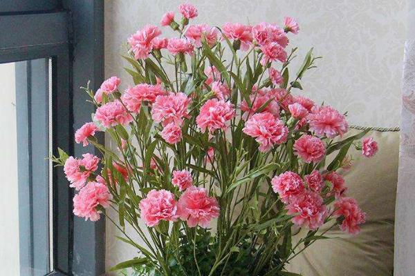 康乃馨種子怎么種(什么時候種) 康乃馨的繁殖方法